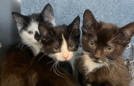 Tierärzte sind erstaunt: Gen-Mutation mit Gruselfaktor oder Auswirkung nach Animal Hording?