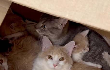 Des chats abandonnés dans un carton dans la neige