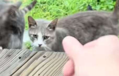 Des chats errants