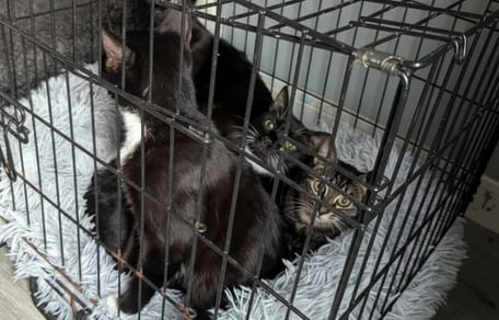 Des chats noirs dans une cage