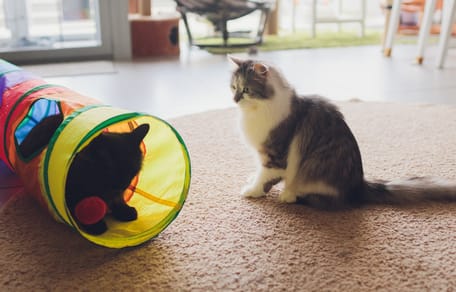Des chats qui jouent dans un tunnel