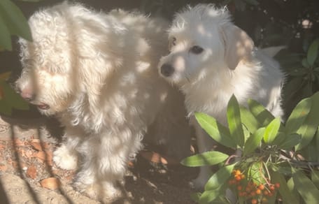 Abandoned dogs in the wild