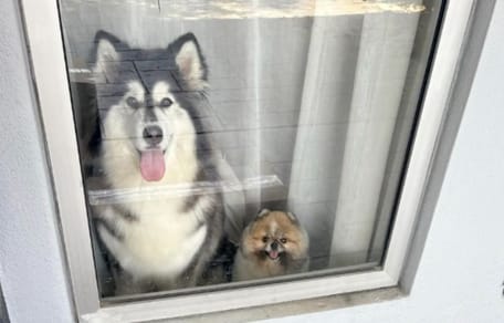 Honden wachten op de pakketbezorger