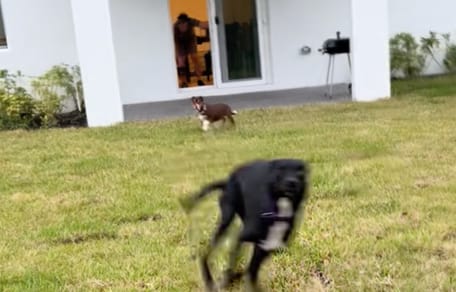 Des chiens découvrent leur jardin pour la 1ère fois