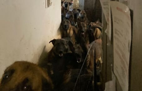 Hunde in der Wohnung zusammengepfercht