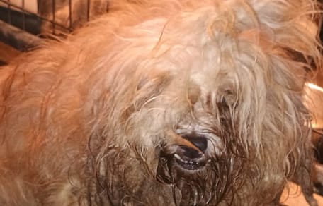 des chiens gravement négligés