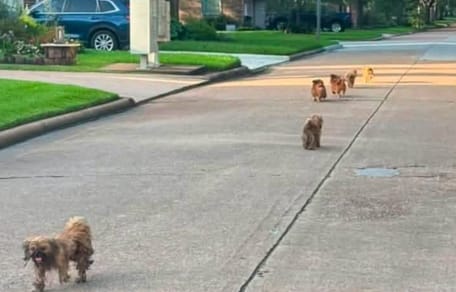Un branco di cagnolini che vaga per strada