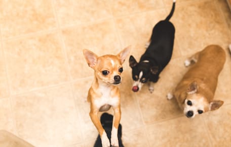 Psy rasy chihuahua w domu