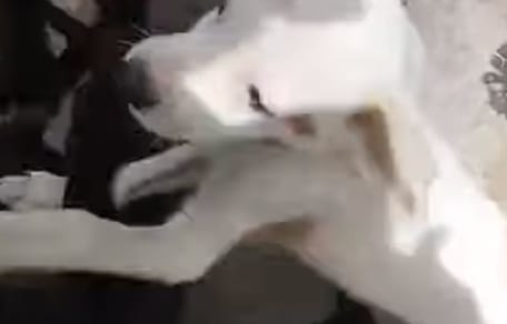 Des chiots