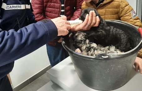 Cachorros abandonados en la naturaleza