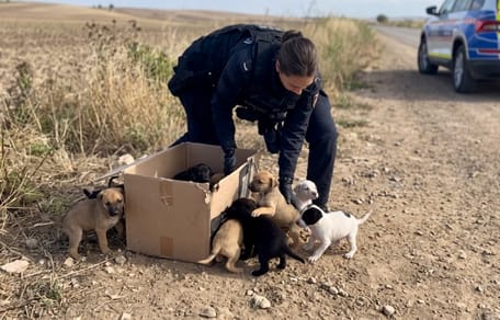 Abandoned puppies inside a cardboard box outdoors