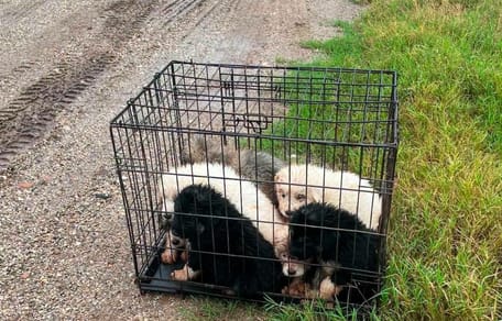 Puppy's achtergelaten in een kooi langs de weg
