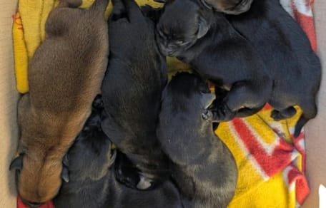 des chiots abandonnés près d'une poubelle