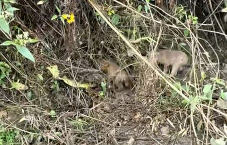 Des chiots dans la forêt