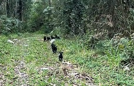 puppies in the forest