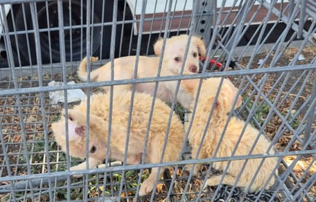 Des chiots dans un caddie