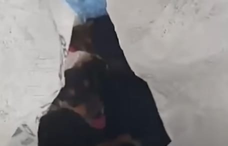 Des chiots dans un sac poubelle