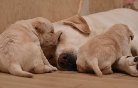 Des chiots Labrador
