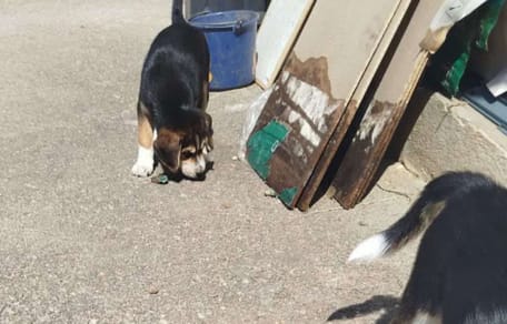 Des chiots ont été trouvés dans une poubelle
