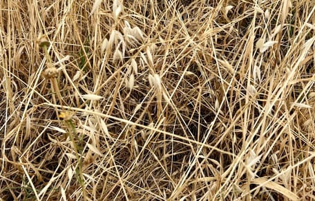 Des herbes hautes et de la paille