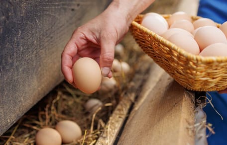 Des oeufs de la ferme