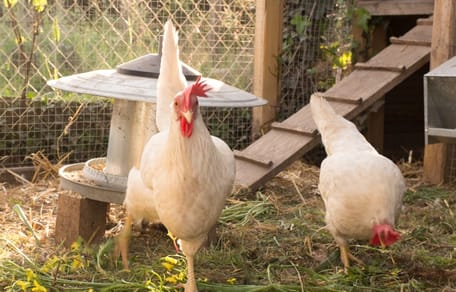 Galline in un pollaio