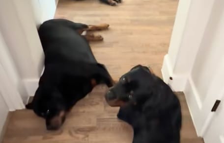 Dei Rottweiler