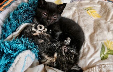 Deux chatons