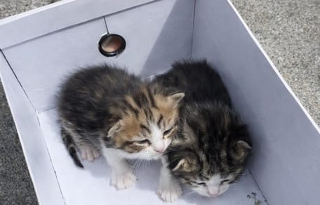 Due gattini abbandonati a Bezons