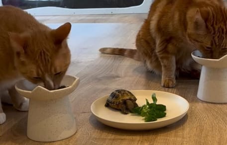 Deux chats et une tortue