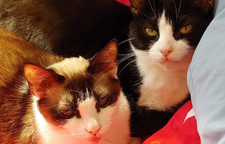Zwei Katzen, Bruder und Schwester