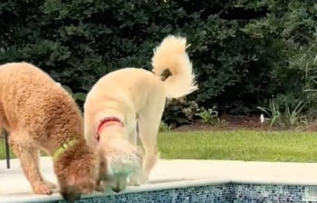 Deux chiens