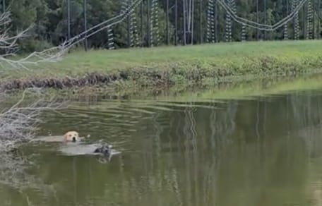 Twee honden in een meer gevolgd door een alligator