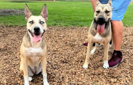 Deux chiens de la même fratrie se retrouvent