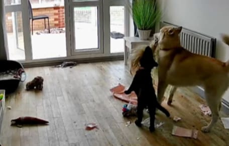Twee honden gefilmd in een huis