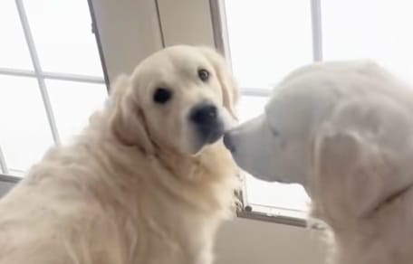 Zwei Hunde, die glücklich im Schnee spielen