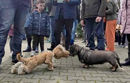 Two "dogs" meeting in a park