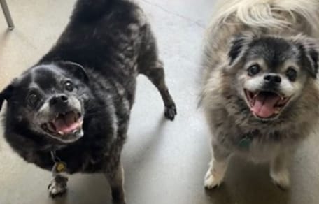Twee oudere honden