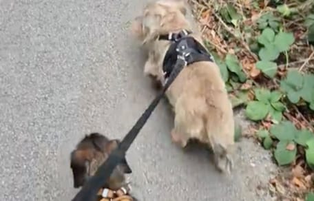 Dwa psy rasy jamnik