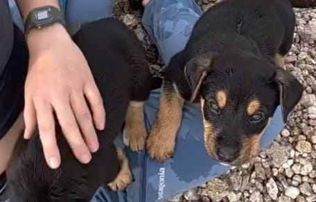 Due cuccioli abbandonati