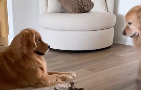 Due Golden Retriever