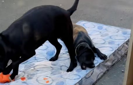Deux Labradors