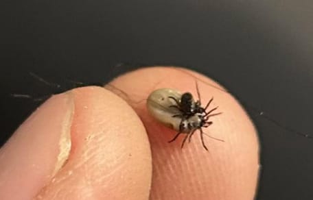 Dos garrapatas apareándose