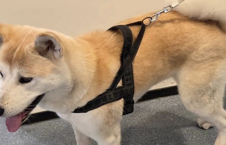 Deze hond houdt politie uren bezig rondom Zoetermeer