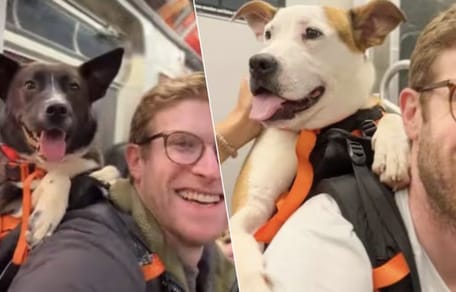 Deze man stopt honden in een rugzak in New York in de hoop dat ze geadopteerd worden