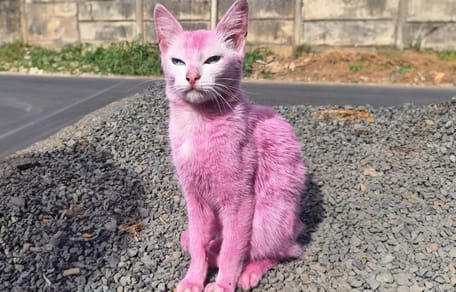 Deze roze kat kon gelukkig gered worden
