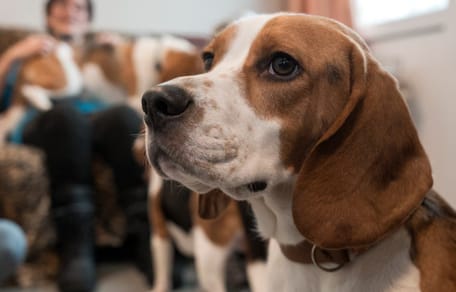 Deze voormalige laboratoriumbeagles worden klaargestoomd voor het echte hondenleven