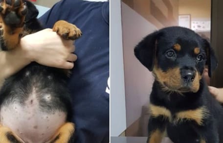 Barriga de cachorro hinchada