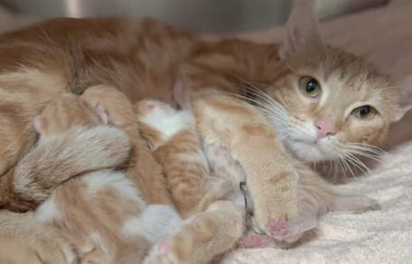 „Eine absolute Frechheit“: Tierheim macht herzloses Drama öffentlich – Community schäumt vor Wut