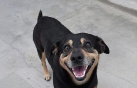 Der siebenjährige Hund Diego läuft 20 Kilometer hinter dem Rettungswagen seines Halters her.
